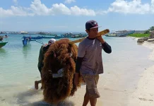 Teluk Ekas Jadi Pusat Riset Rumput Laut Tropis Dunia