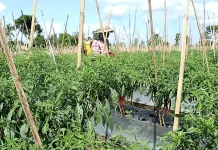 Harga Cabai Rp160 Ribu, Distan Loteng Siapkan Kawasan Khusus dan Jaminan Pasar