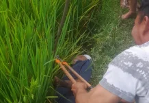 Polisi dan PLN Cek Jaringan Listrik usai Warga Bujak Tewas Tersengat Kabel Putus