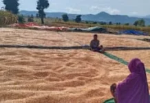 Serapan Jagung Bulog Bima Mulai Bergerak, Harga Masih di Bawah HPP