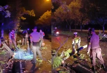 Polsek Mataram Evakuasi Pohon Tumbang di Jalan Lingkar Selatan