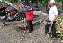 Gerak Cepat! Damkartan Evakuasi Pohon Tumbang di Praya Tengah