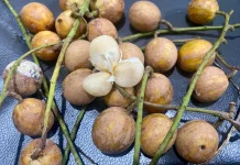 Buah Kepundung/Menteng Buah Langka Kaya manfaat