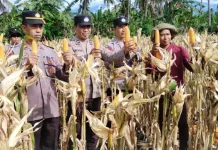 Kepolisian Hadiri Panen Raya Jagung di Suralaga, Dukung Ketahanan Pangan