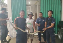 Damkarmat Lotim Evakuasi Ular dari Rumah Warga Pringgabaya