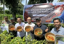BI NTB dan Pemda KLU Perkuat Sinergi Pengendalian Inflasi lewat Panen Cabai