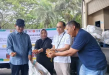 Satu Ton Cabai dari Sulsel Didatangkan ke Lombok Tengah untuk Tekan Harga