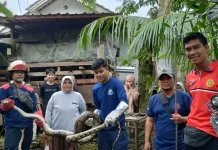 Damkartan Loteng Evakuasi Ular Piton, Respons Cepat Demi Keamanan Warga