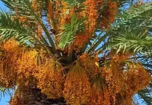 Kurma: Sejarah Singkat Jenis dan Manfaat