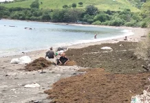 Warga Ambalawi Berburu Rumput Laut di Bulan Ramadan