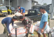 Serapan Gabah Petani di Lombok Tengah Terus Dikebut