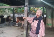 20 Tahun Terbengkalai Rumah Potong Hewan Lombok Barat Kian Memprihatinkan