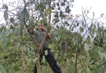 Alpukat Hass Jadi Primadona Baru Petani Sembalun