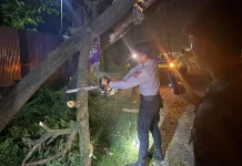 Respon Cepat Layanan 110, Polisi Evakuasi Pohon Tumbang di Jalur Utama Bima