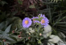 Makna Warna Warni Bunga Aster