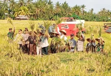 KLU Genjot LTT MT2 2026, Petani Mulai Beralih dari Palawija ke Padi