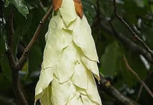 Ajang Kelicung, Flora Identitas Nusa Tenggara Barat