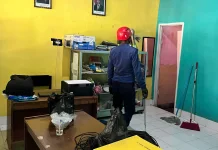 Damkarmat Lombok Timur Evakuasi Musang Masuk Kelas TK
