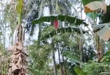 Resahkan Warga, Damkarmat Lombok Timur Sigap Evakuasi Sarang Tawon di Masbagik