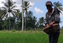 Antisipasi Kemarau Tahun ini Lewat Pemilihan Komoditi Tanaman Pangan