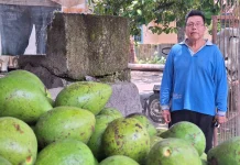 Pekarangan Rumah Budi Daya Tanaman Pangan