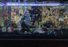 Memelihara Ikan di Aquarium Salah Satu Terapi Pereda Stress