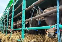 2.000 Ekor Ternak Dompu Penuhi Kebutuhan Idul Adha di Jabodetabek