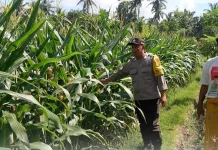 Kepolisian di Lombok Timur Pantau Tanaman Jagung Petani, Dukung Ketahanan Pangan