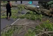 Pohon Tumbang di Lombok Tengah, Seorang Pengendara Meninggal Dunia