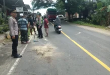 Polres Loteng olah TKP Pengendara Pengendara Tertimpa Pohon di Praya Tengah