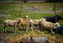 Unram Integrasikan Edu-Farm dan Eco Farming untuk Dorong Ekonomi Berkelanjutan