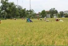 Serapan Gabah Lamban, Petani Dompu Resah jelang Panen Raya