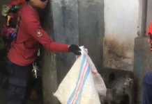 Serang Pemilik hingga Terluka Parah, Monyet Dievakuasi Petugas Damkar