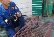 Damkarmat Lombok Timur Evakuasi Monyet Liar di Permukiman Warga Pancor