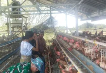 Serbuan Lalat dari Kandang Ayam Ganggu Warga Janapria