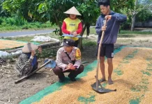 Dukung Ketahanan Pangan, Kepolisian Monitoring Panen Jagung di Jerowaru