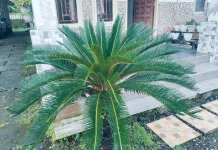 Sikas, Tanaman Purba Cantik dengan Harga Semakin Terjangkau