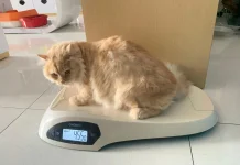 Gratis! Vaksin Rabies Khusus untuk Anjing dan Kucing