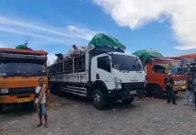 Balai Karantina NTB Pastikan Pengiriman Sapi Melalui Gili Mas Bebas Dari Pungli
