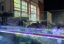 Filter Aquarium Bertingkat: Solusi Air Jernih dan Perawatan Lebih Praktis