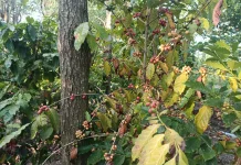 Segala Anyar Tumbuhkan Harapan dari Kopi Arabika dan Robusta