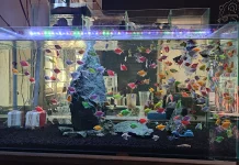 Sekali Lihat Langsung Jatuh Hati: Ikan Neon yang Bikin Aquarium Terlihat Hidup