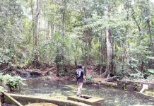 Tumpang Sari Jaga Hutan Tetap Lestari