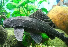 Fenomena Ikan Sapu-Sapu, antara Ancaman dan Etika