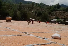 Penyerapan Jagung di Bima Dinilai Tidak Berpihak Petani