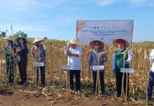 Dorong Kemandirian Pangan, Baznas RI Panen Raya Perdana Jagung di Pringgabaya