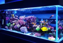 Tenang di Rumah, Serasa di Laut: Rahasia Sukses Memelihara Ikan Laut di Aquarium!