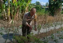 Bhabinkamtibmas Lotim Pantau Kondisi Lahan Pertanian, Dukung Kemandirian Pangan