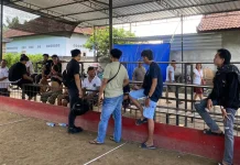 Aparat Turun Tangan Bubarkan Judi Sabung Ayam di Lembar