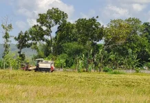 Luas Lahan Tanam Padi di Lombok Tengah, Menyusut di Musim Tanam Kedua